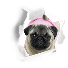 pug hina2