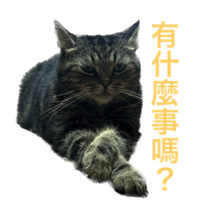 我叫豆豆我是貓#1