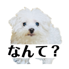 Maltese dog and Friends
