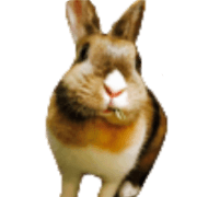 mr. rabbit who does a nod.