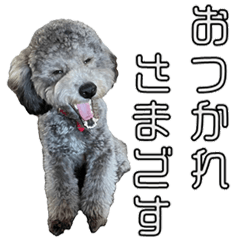 Toy poodle A-Zoo Sticker