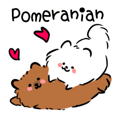 Pom Pom white Pomeranian3