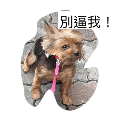 你會用到的日常用語
