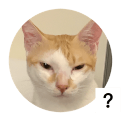 YunCat