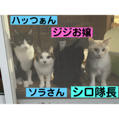 sayuri_20220929194514