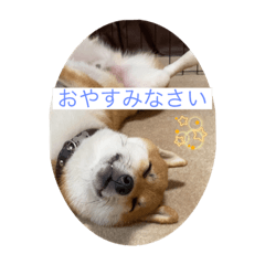 Ichi_shibainu