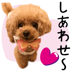 Anjing Lucu (21) Toy Pooh Font besar