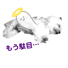 misa_20220930190301