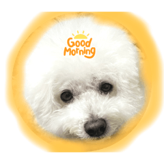 Bichon frize_20221001095630