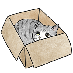 judy home delivery - grey white tabby S