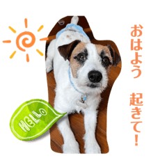 older and young dogs.4