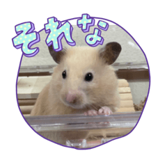 c-chaman_20221002015511