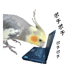 鳥好きの日常便利絵文字(オカメインコ)