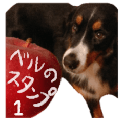 Bernese mountain dog named Bell