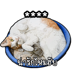 อ้วงส้มเหมียวซ่า เติมคำ เพิ่มชื่อ