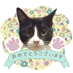 ハチワレ猫サトコの写真スタンプ