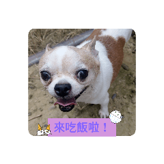 miko呼叫吃飯