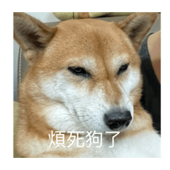 Fei Tang the Shiba Inu