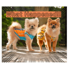 My puppy_20221002224641