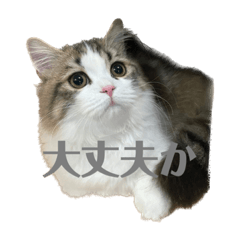 ちいめろさん 2