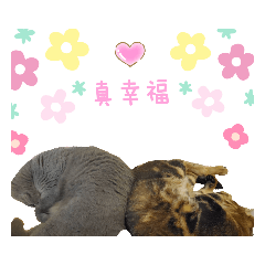 Cat's date