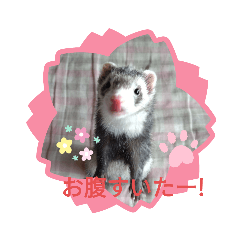mohika_20221003130955
