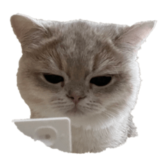 Gatsby is a cat – LINE stickers | LINE STORE