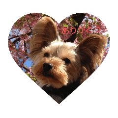 shiho_20221003191636