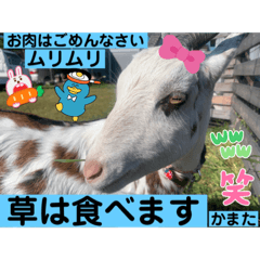 sayuri_20221004092411