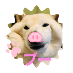 白柴ココの日常⑤