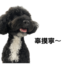 一般用語黑貴賓