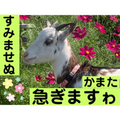 sayuri_20221003183838