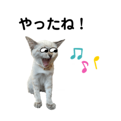 Ｊ我が家の保護猫達