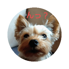 shiho_20221003191906