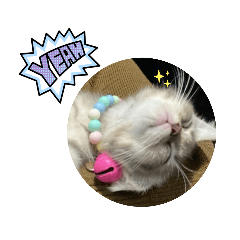 gigigill