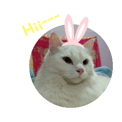whitecat22