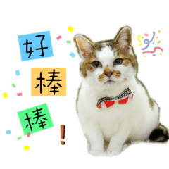 古力貓的生活
