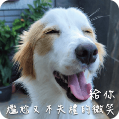 TAIWAN LUCKY DOG 1