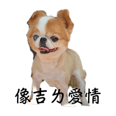 Chihuahua吉娃娃meatball