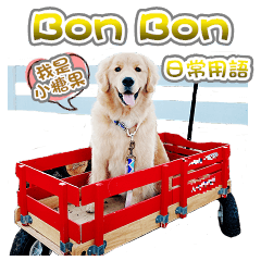 黃金獵犬Bon Bon日常用語