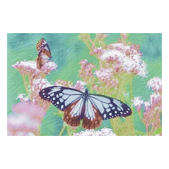 蝶−アサギマダラ