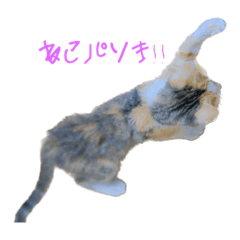 AzuTamaMochiMonaKina3