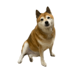 Poly_shibainu 2