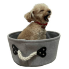 Dogchans