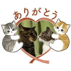 Lovely cats_20221005141441