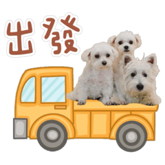 三隻狗寶們的日常