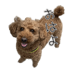 Toy poodle GONTA