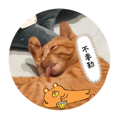 橘貓的小答覆