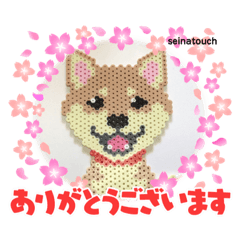 seinatouch（セイナタッチ）2 柴犬