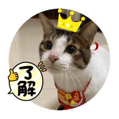 哈囉 我是妥妥！